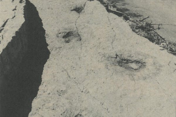 The alleged human footprints (foreground) and dinosaur tracks.