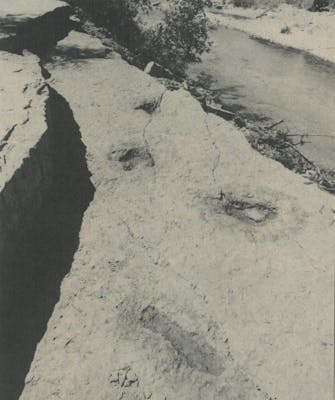 The alleged human footprints (foreground) and dinosaur tracks.