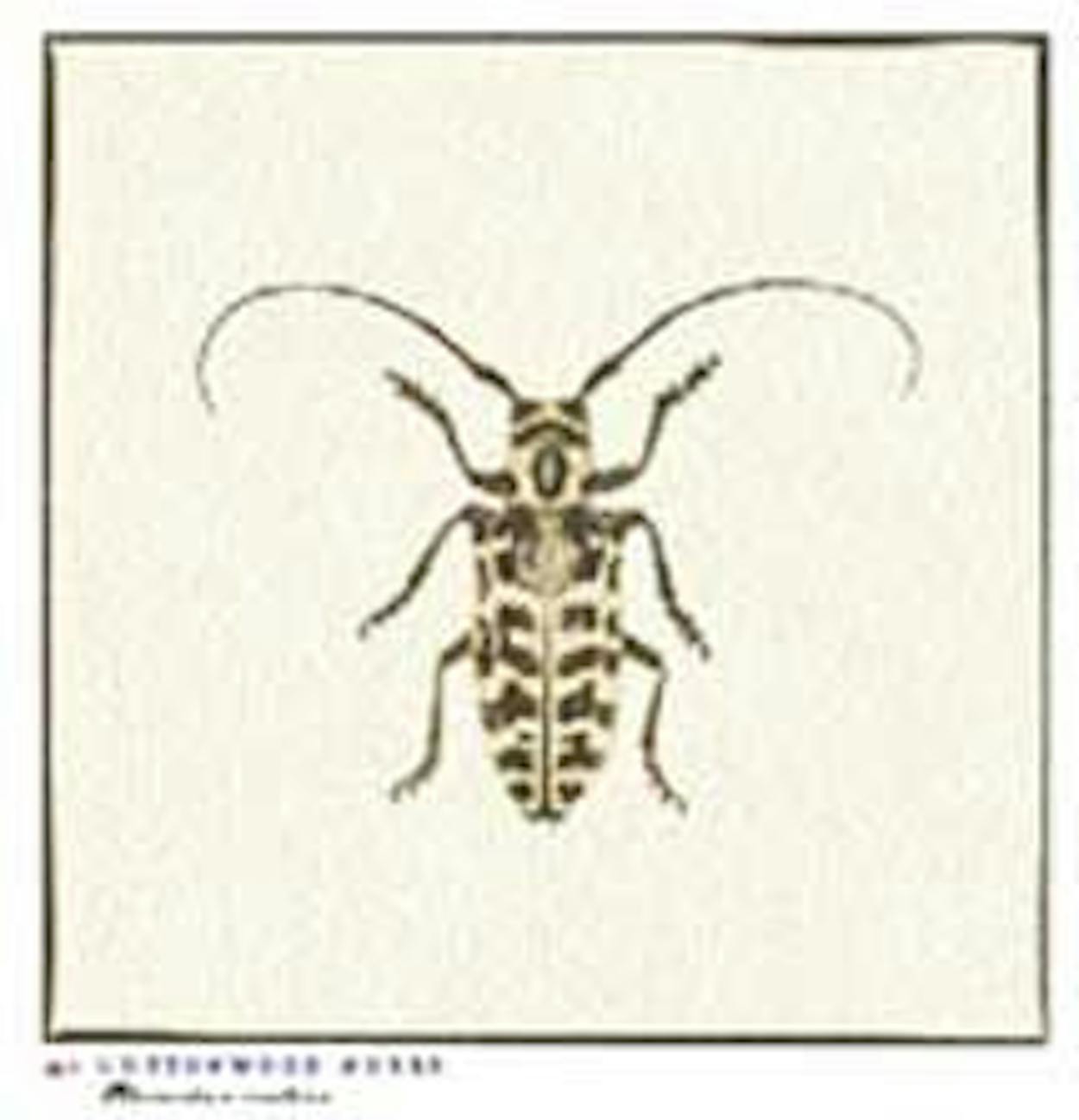 Texas beetle Cottonwood Borer