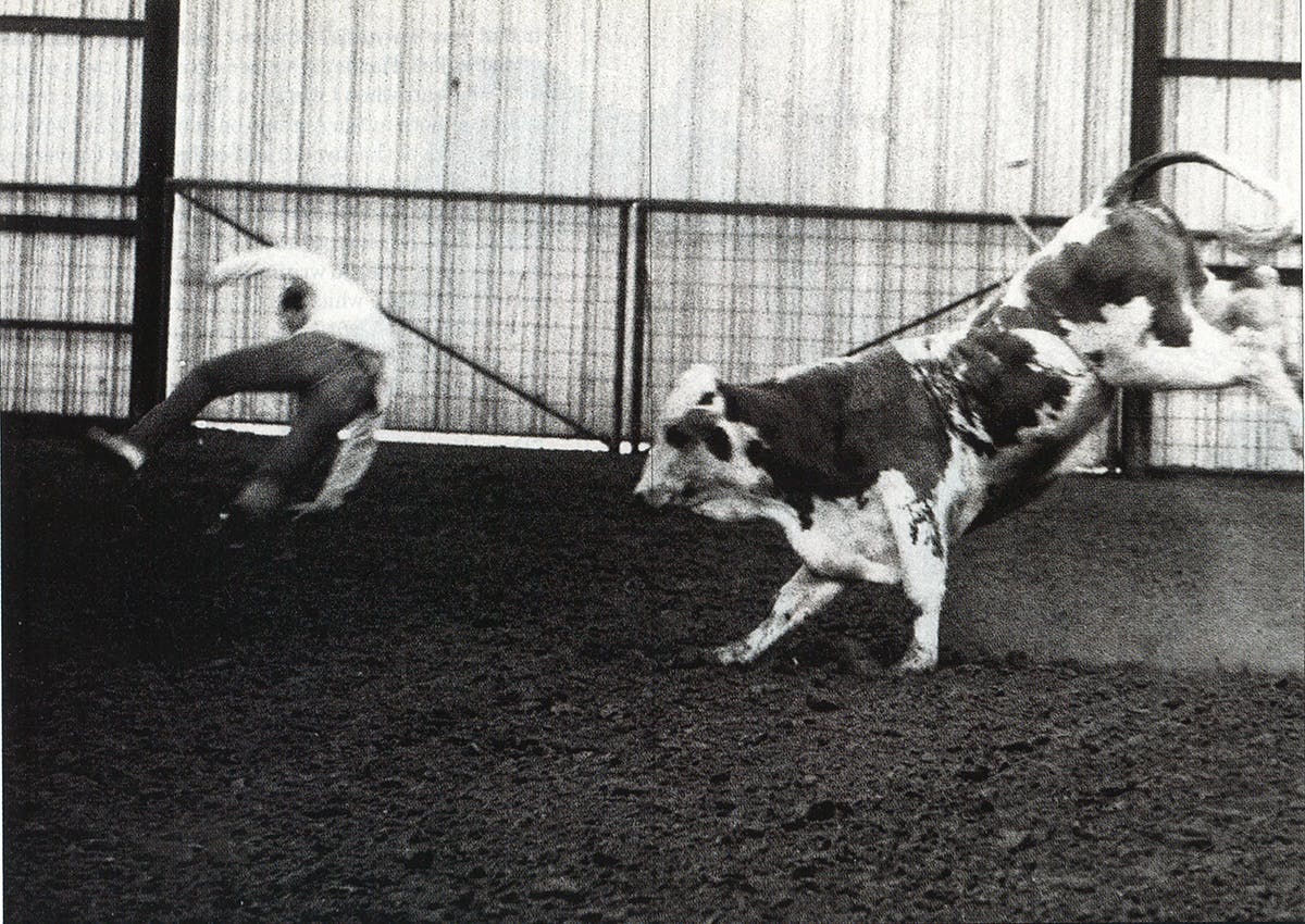 Article's author being chased by a cow. 