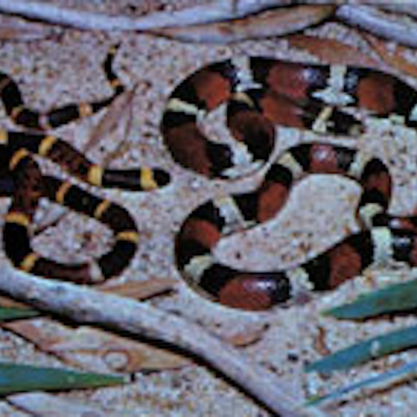 Channel Rats Texas South Texas Rat Snake