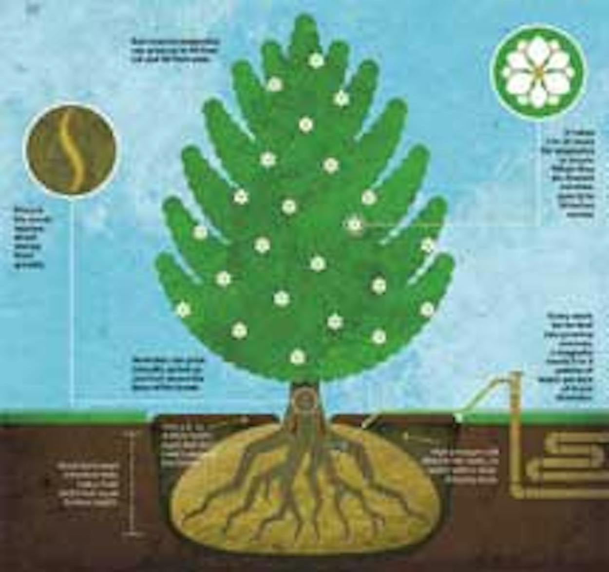 Magnolia Roots How to Plant a Southern Magnolia – Texas Monthly