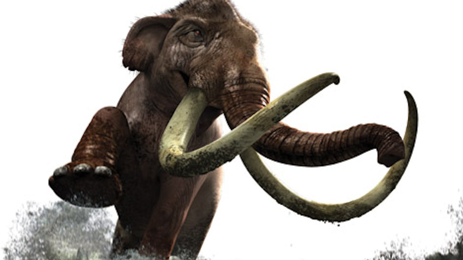 Woolly Mammoth Tusks