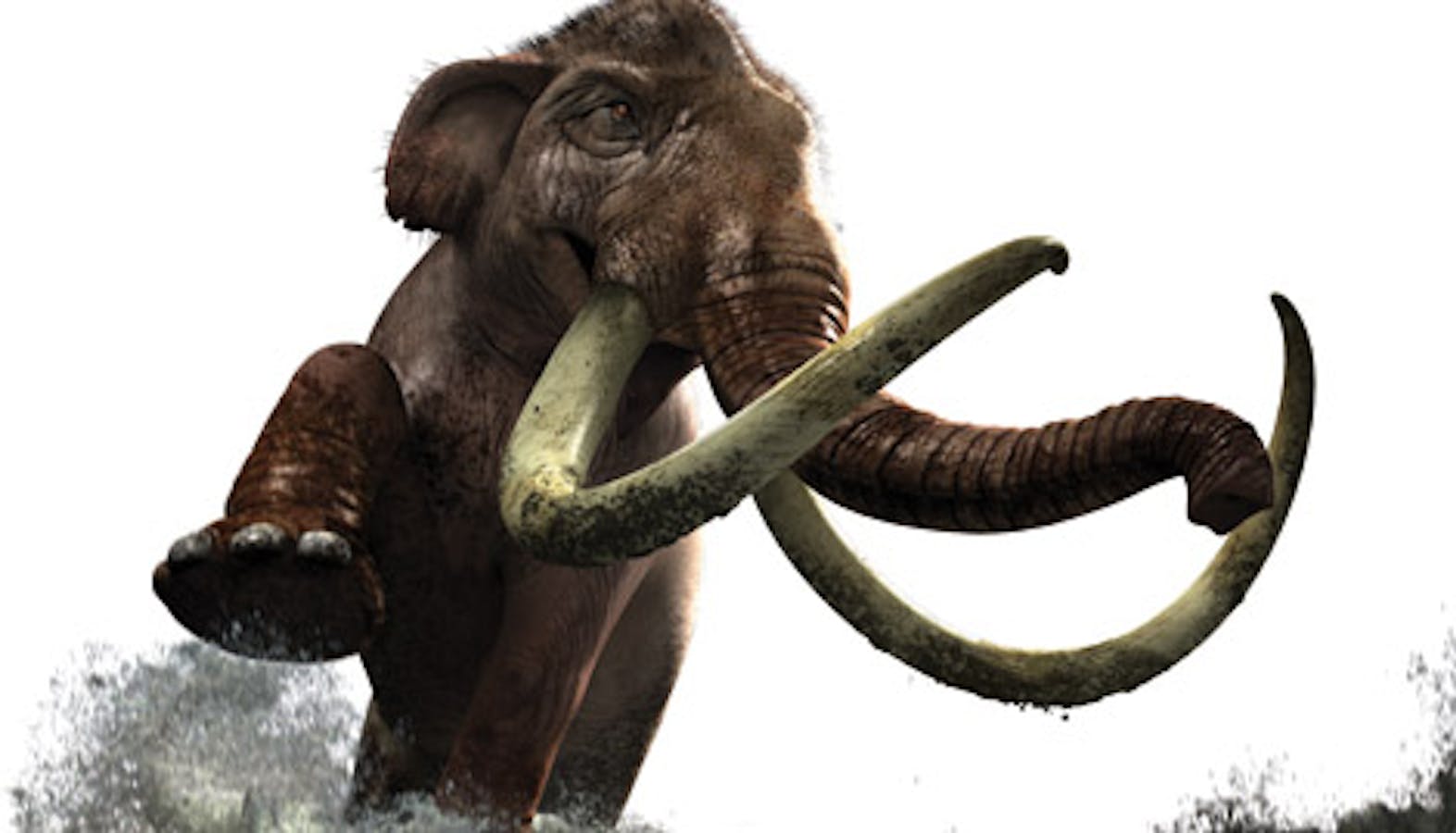 Mammoth Tusks For Sale