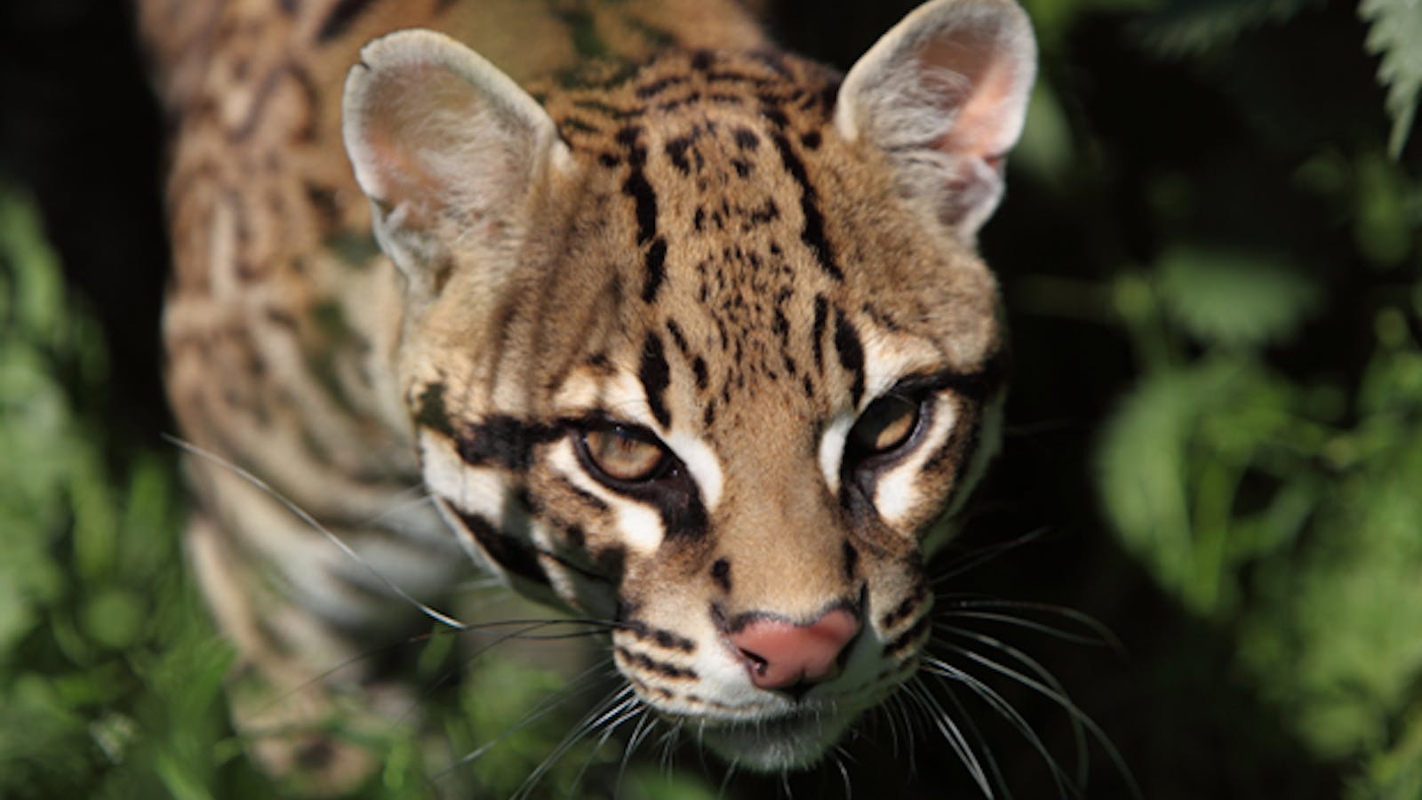 Border Fence Threatens America S Remaining Ocelots Texas Monthly