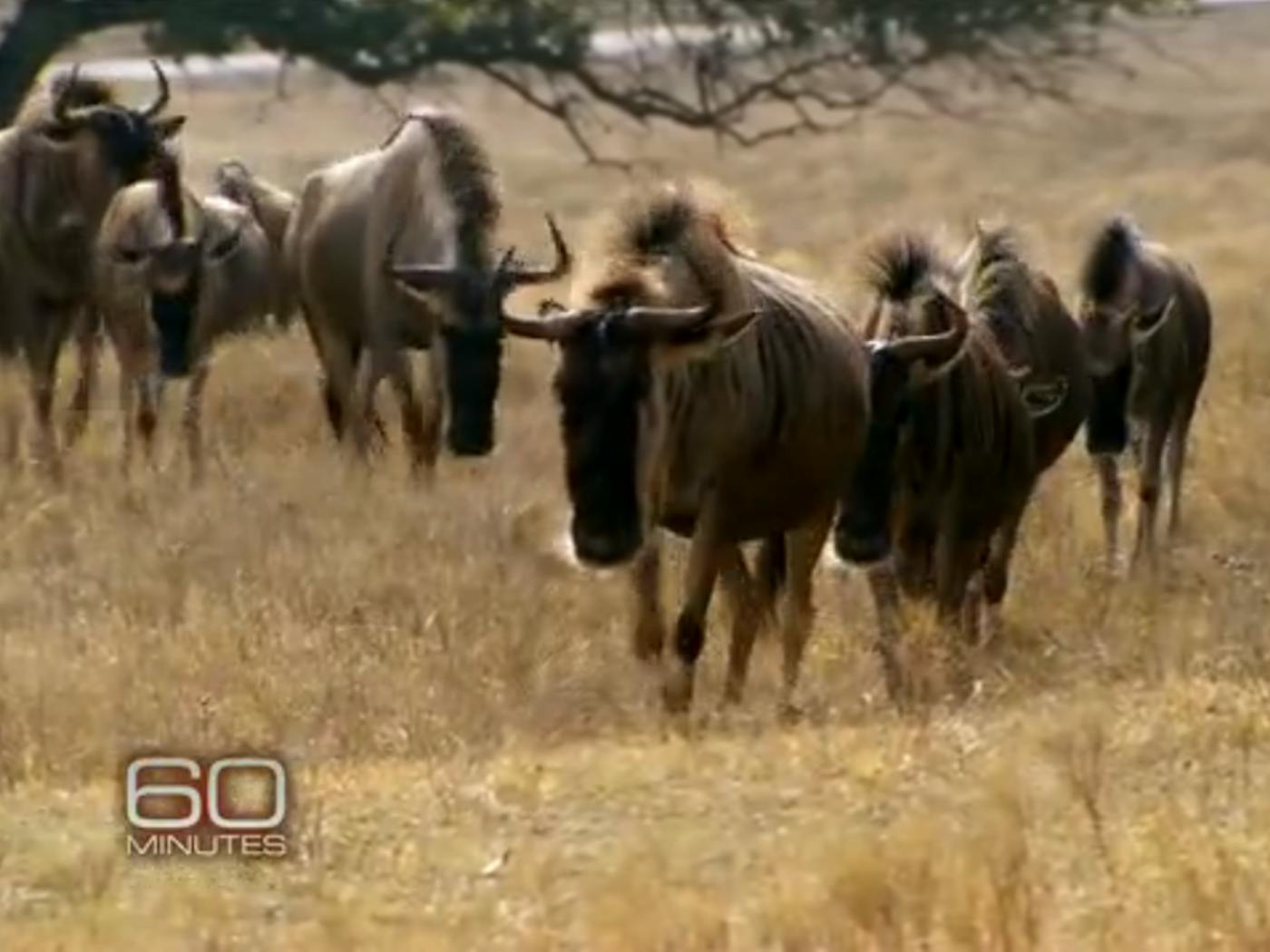 Video 60 Minutes On Exotic Game Ranches In Texas Texas Monthly