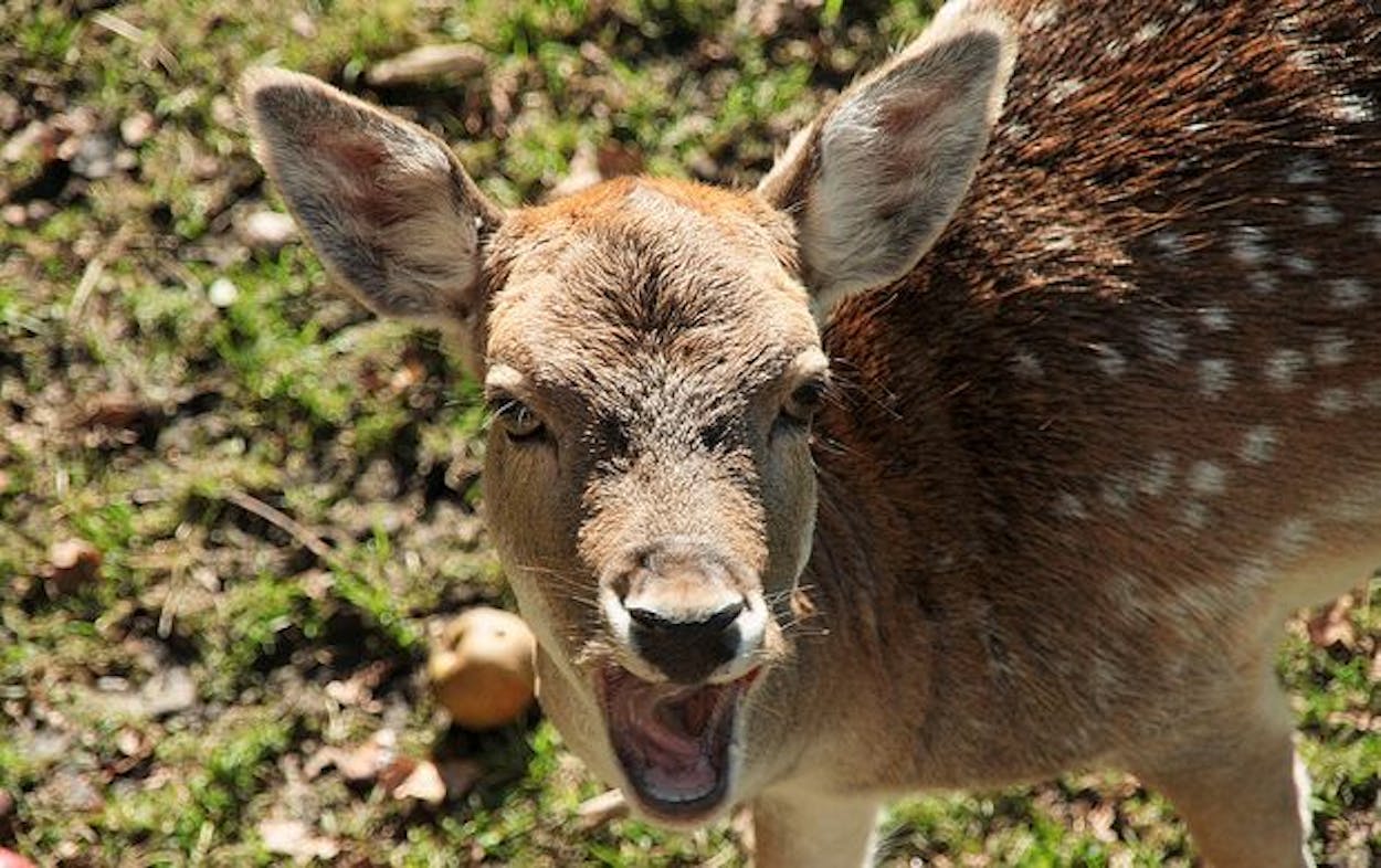 Deer Attacks Men Eats Marlboros Texas Monthly 