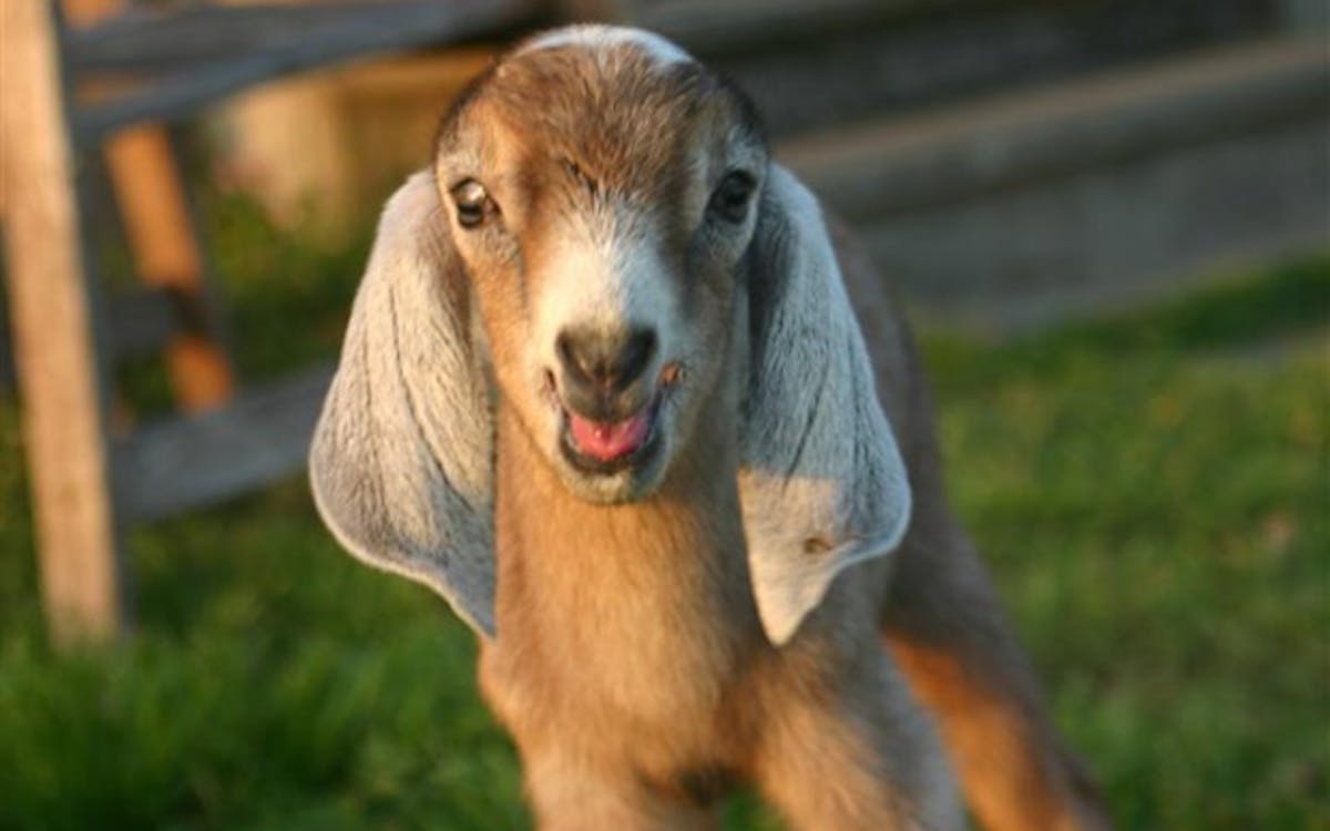 Ten Adorable Photos of Baby Goats – Texas Monthly