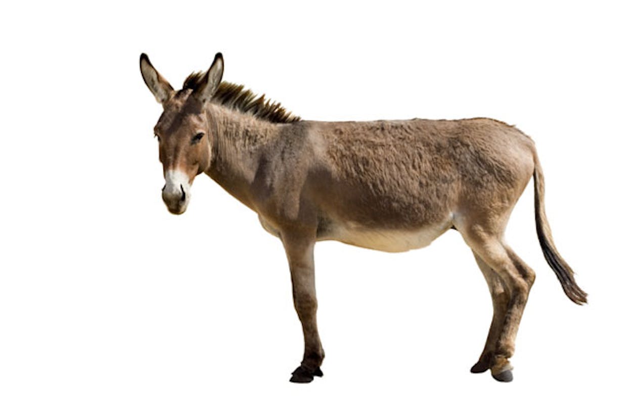 Donkey stock photo.
