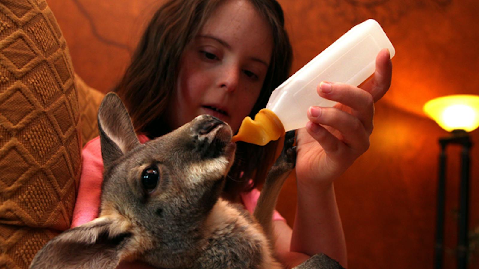 Pet Kangaroo
