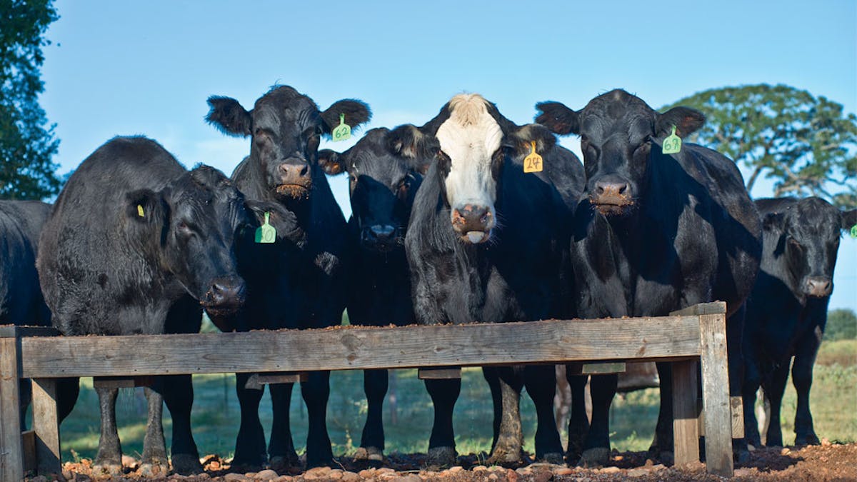 Cattle Rustling on the Rise – Texas Monthly