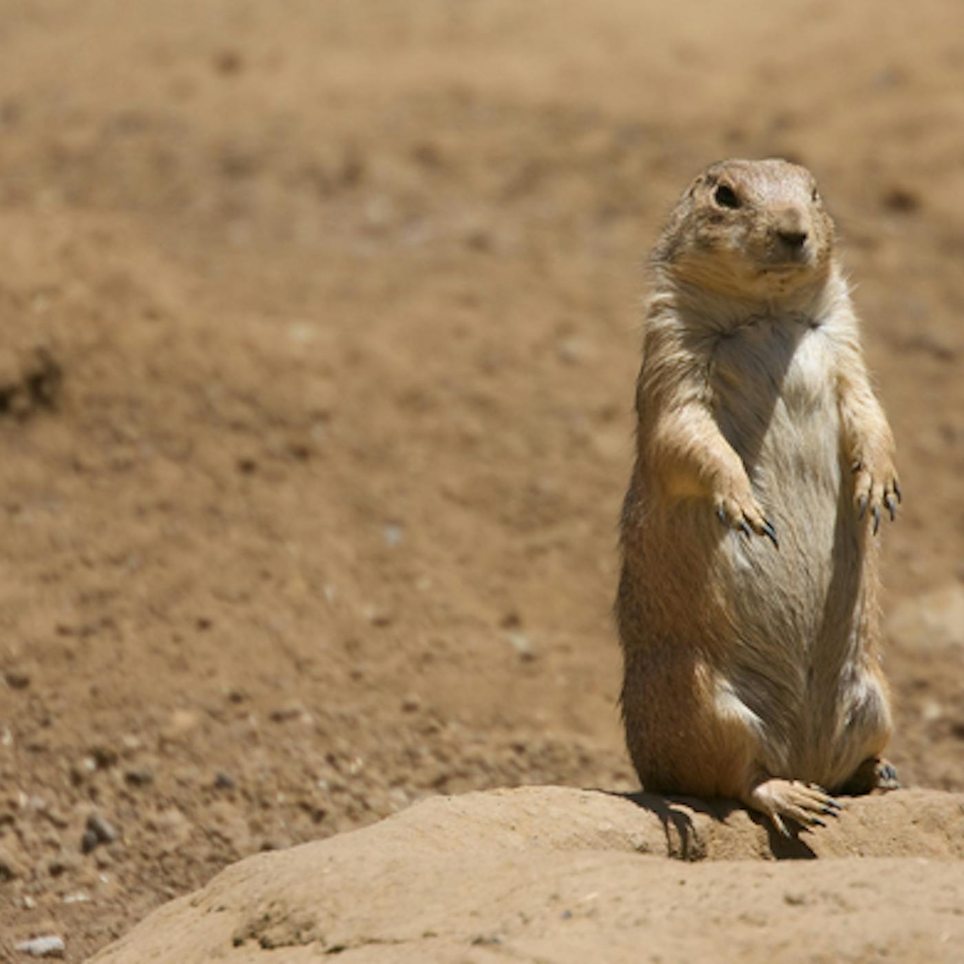 Praitie Dig How Do You Take Care Of A Prairie Dog