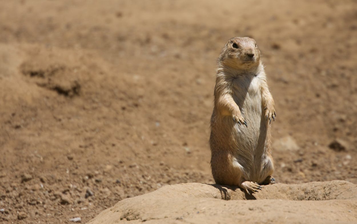 Prairie dog from a colony in Burleson.