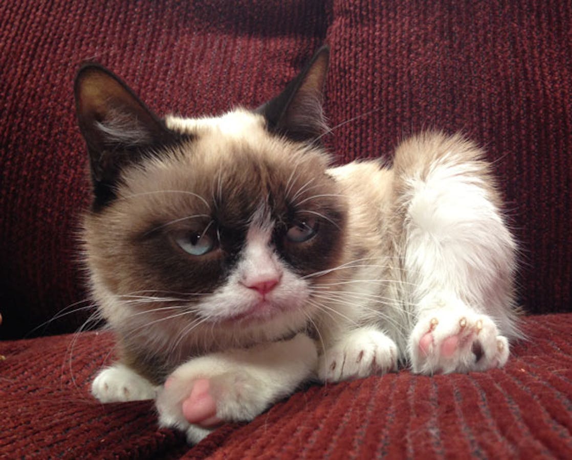 grumpy cat its only wednesday