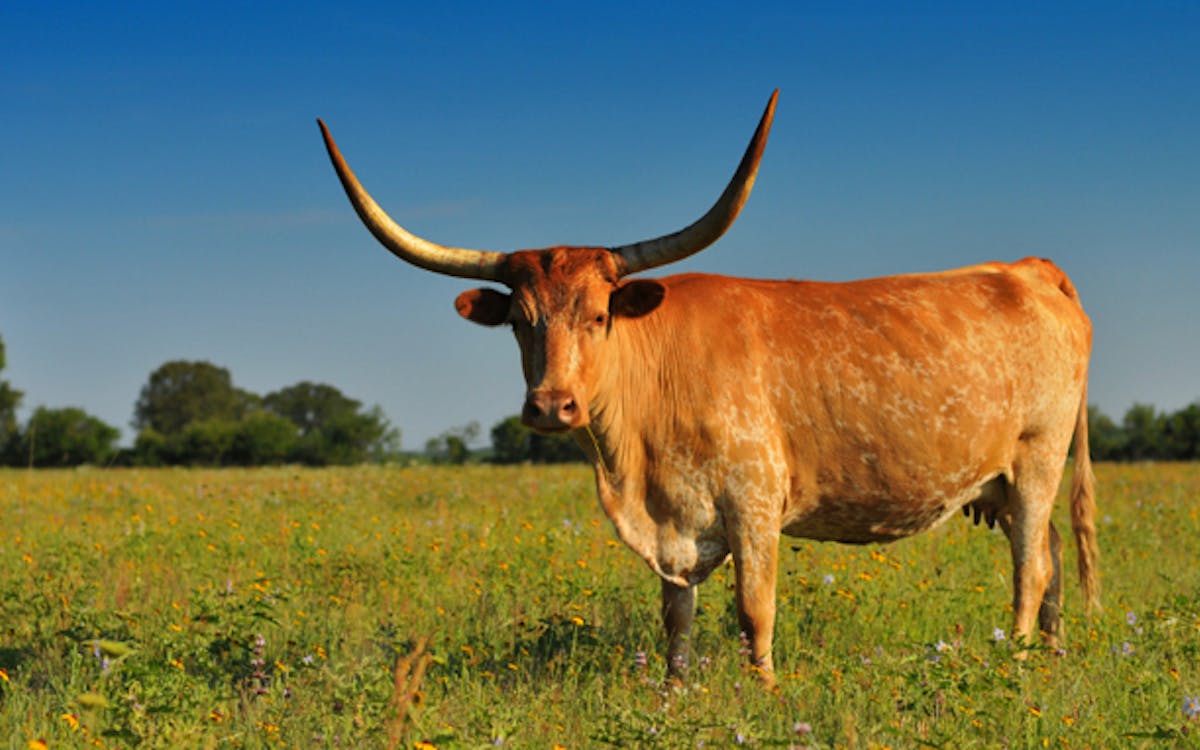 Why The Texas Longhorn Has Such Grit – Texas Monthly