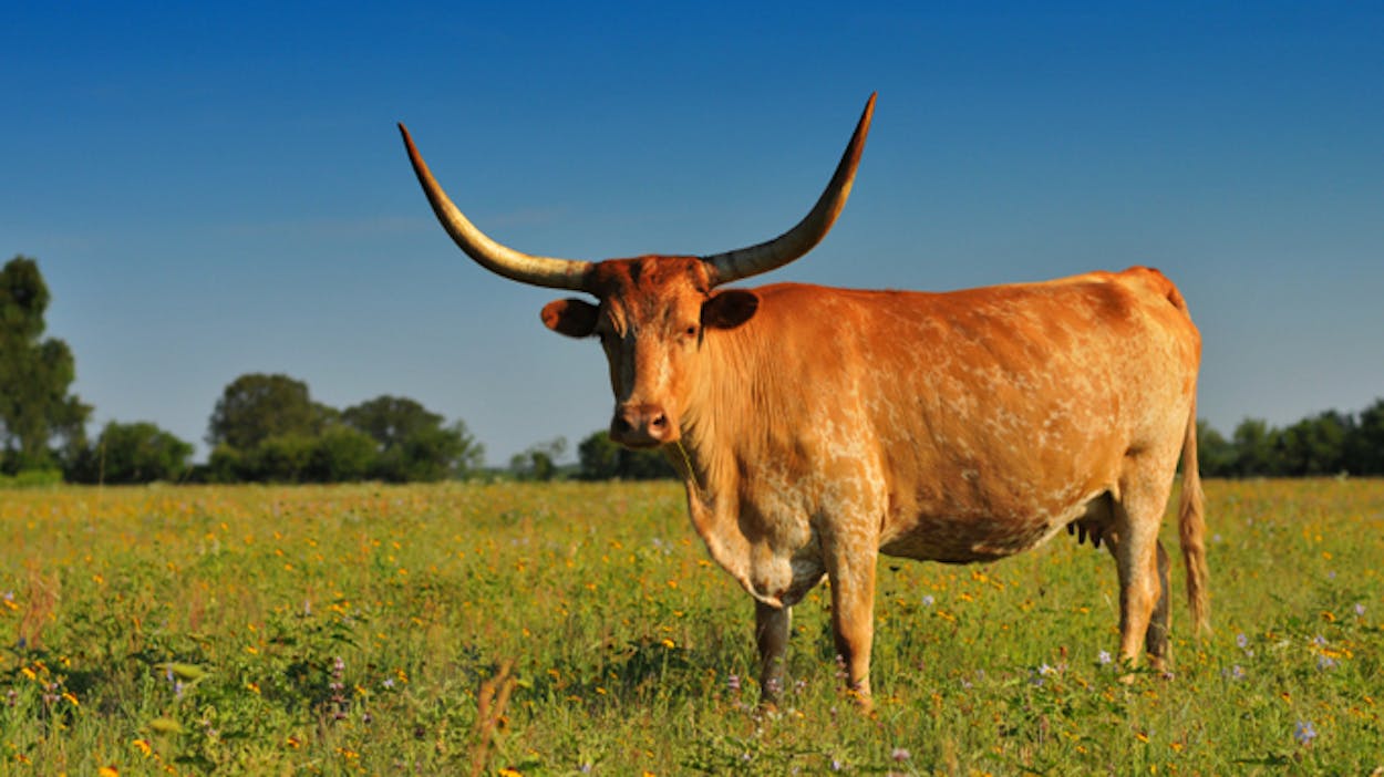 The genome of the Texas Longhorn.