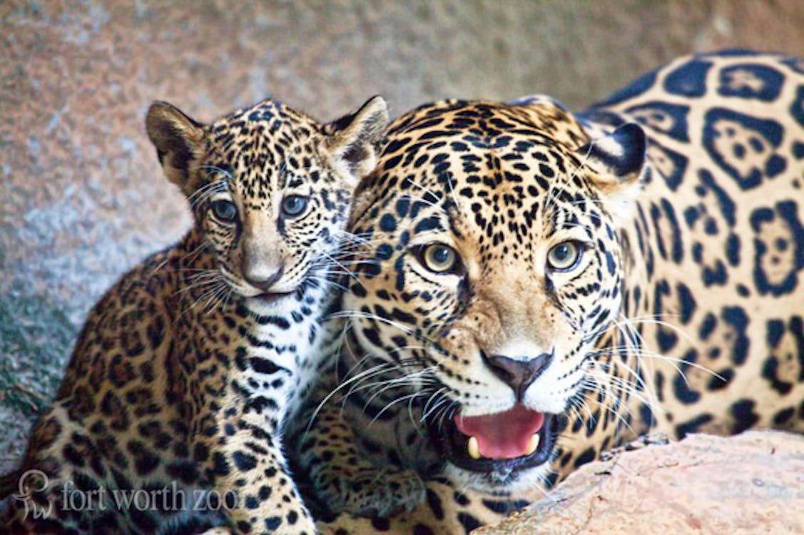 Furry Friday: Coo Over the Jaguar Cub at the Fort Worth Zoo – Texas Monthly