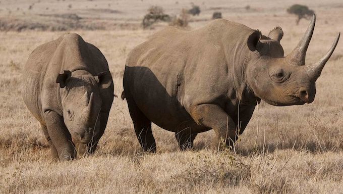 rhino wont save as pdf file