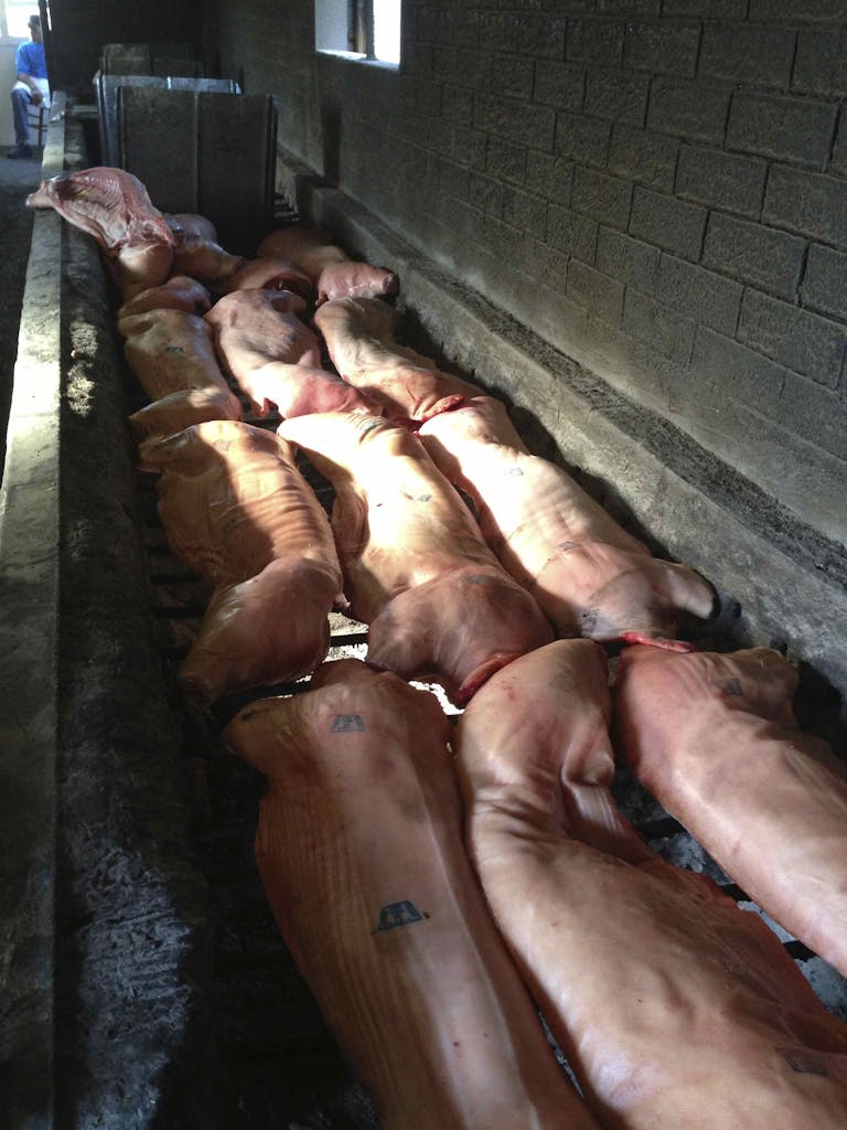 Pigs in pit