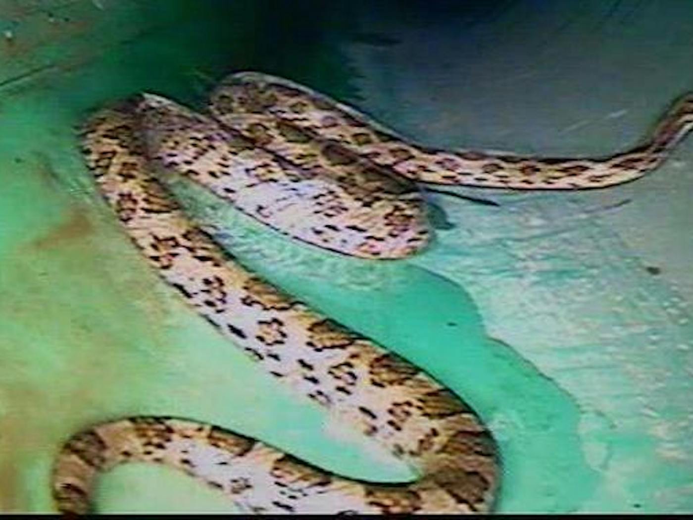 A Big Rat Snake Is Ssslithering Through San Antonio S Sssewer Lines Texas Monthly,Safflower Seeds For Birds