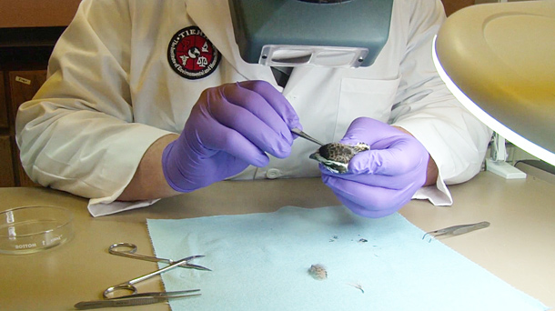 Blood-Sucking Eyeworm Caused Drastic Quail Decline – Texas Monthly