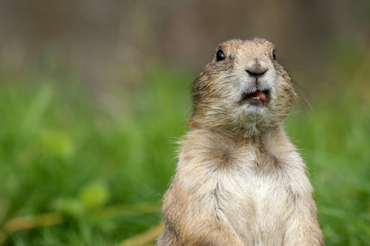 So How Did Prairie Dog Pete S Prediction Hold Up Texas Monthly Images, Photos, Reviews