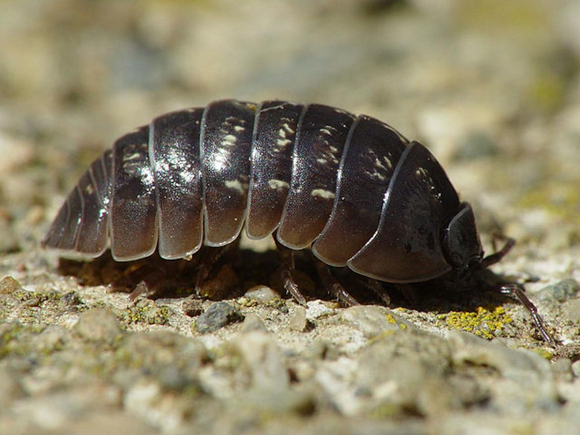 Doodlebug Behavior They Are Called Doodlebugs, Dang It – Texas Monthly