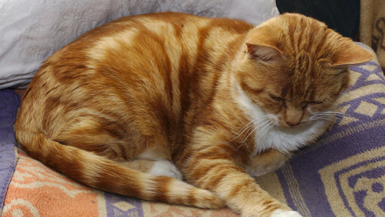 Sleeping orange cat.