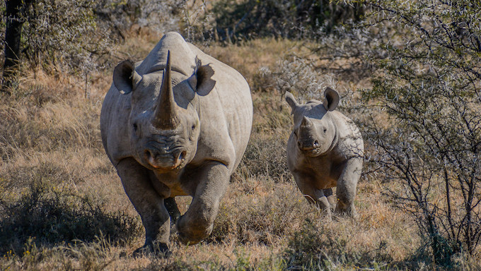 Up to 4 Percent of Africa’s Rhinos Might Relocate to South Texas ...