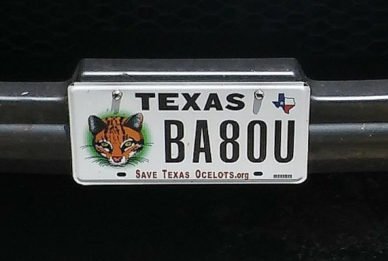 Texas ocelots license plate gift guide