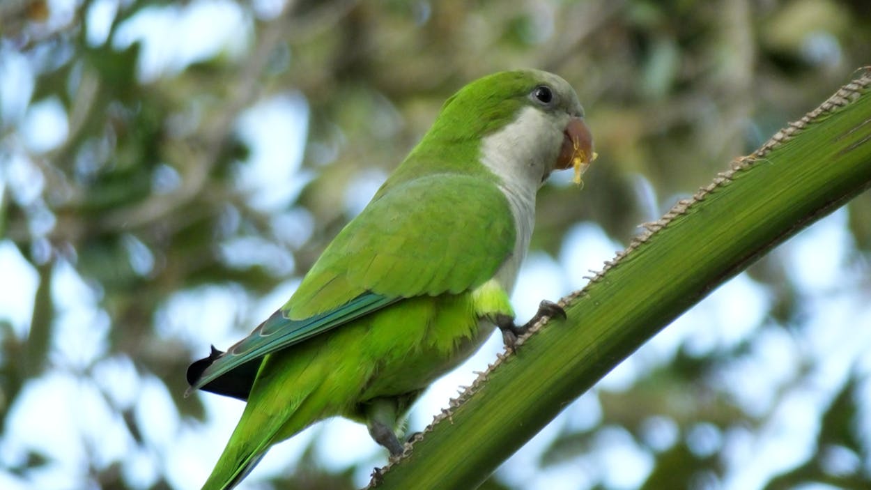 A green monk parakeet perched on a branch.
