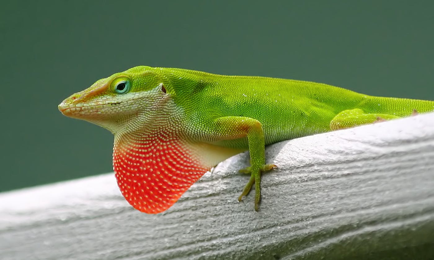 green gecko lizard
