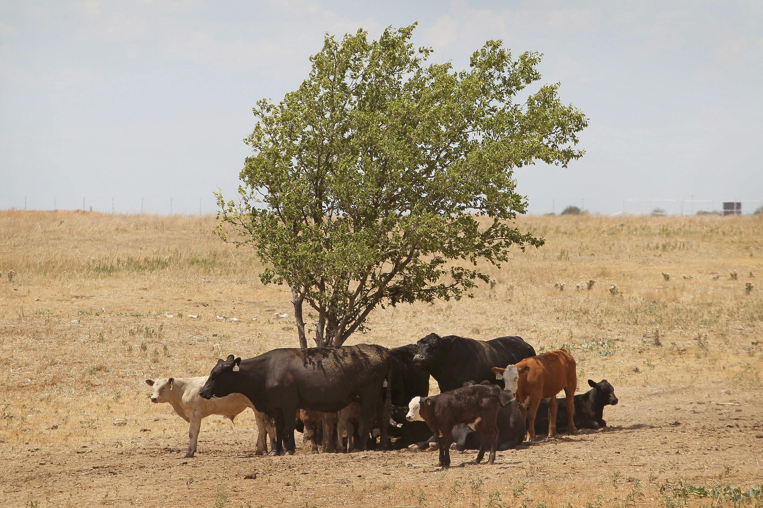 CANADIAN, TX - JULY 28: Cattle use a tree for shade as temperatures rose above 100 degrees in a pasture July 28, 2011 near Canadian, Texas. A severe drought has caused shortages of grass, hay and water, in much of the state, forcing ranchers to thin their herds or risk losing their cattle to the drought. The past nine months have been the driest in Texas since record keeping began in 1895, with 75% of the state classified as exceptional drought, the worst level. (Photo by Scott Olson/Getty Images)