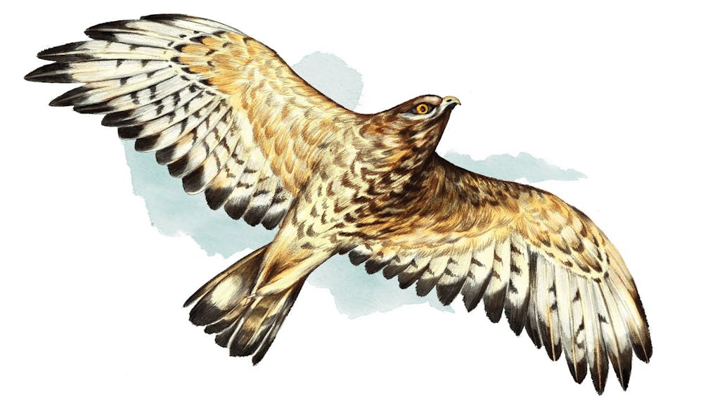 feature-migration-borad-winged-hawk-buteo-platypterus-dan-oko-lisel-ashlock-illustration-2