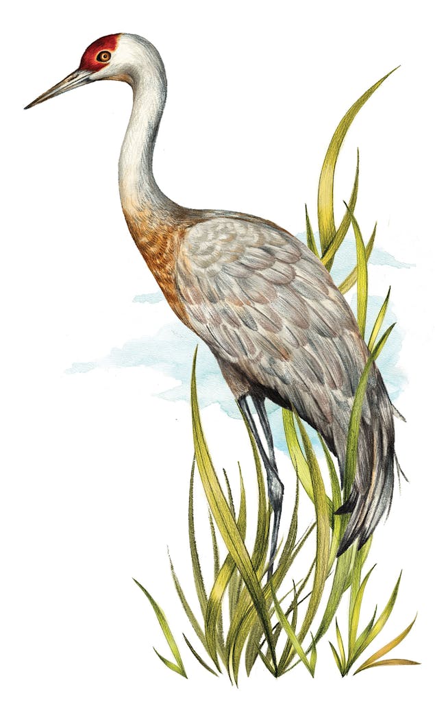 feature-migration-grus-canadensis-sanhill-cranes-dan-oko-lisel-ashlock-illustration-full-height
