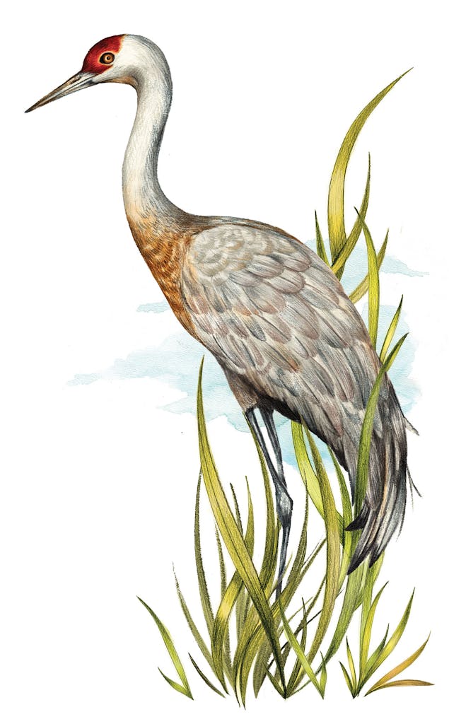 feature-migration-grus-canadensis-sanhill-cranes-dan-oko-lisel-ashlock-illustration-full-height
