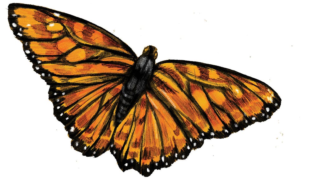 feature-migration-monarch-butterfly-2-butterflies-dan-oko-lisel-ashlock-illustration