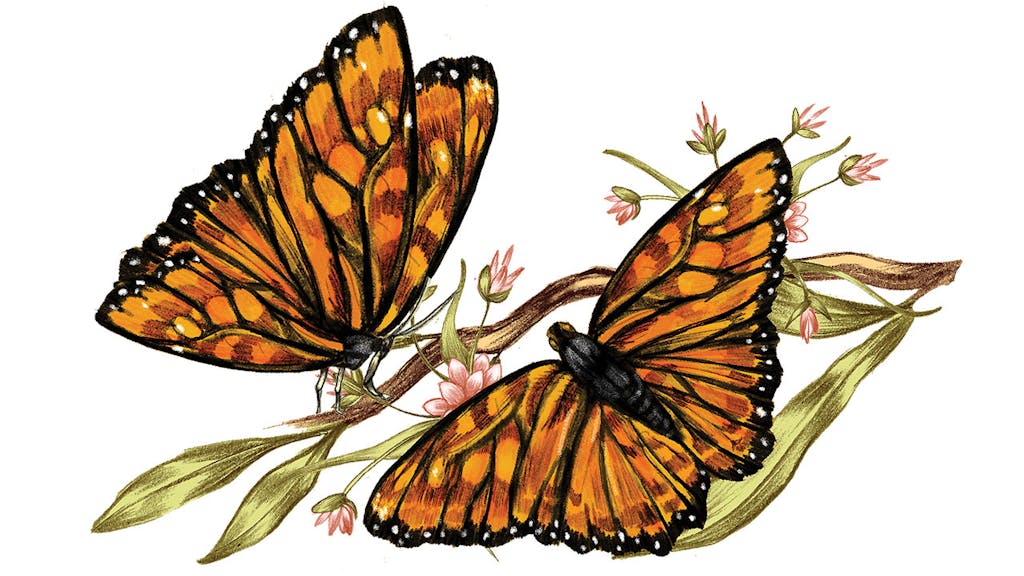 feature-migration-monarch-butterfly-butterflies-dan-oko-lisel-ashlock-illustration