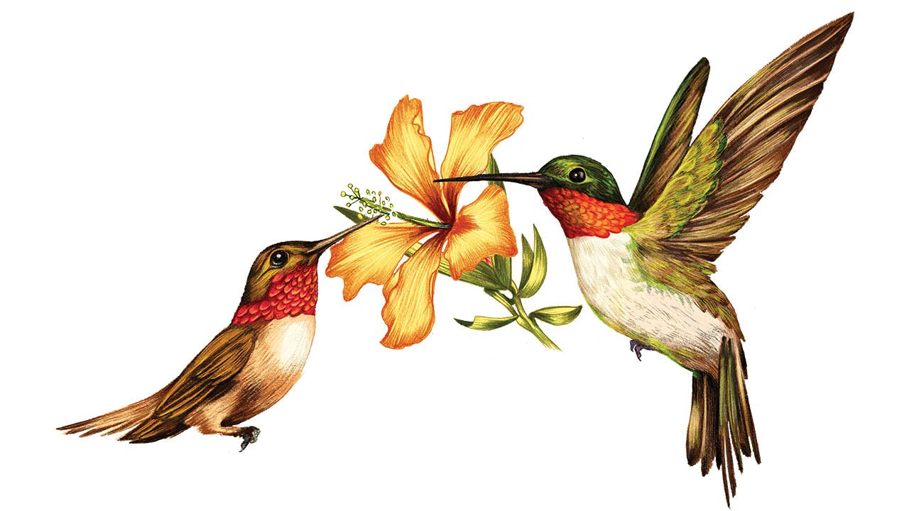 feature-migration-rufous-ruby-throated-hummingbird-dan-oko-lisel-ashlock-illustration