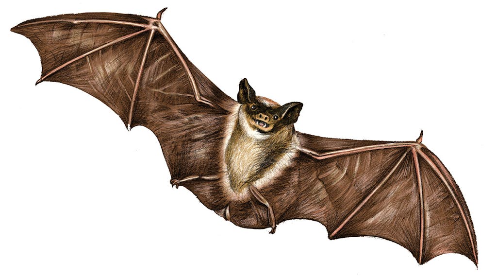 feature-migration-tadarida-brasiliensis-mexican-free-tailed-bat-dan-oko-lisel-ashlock-illustration