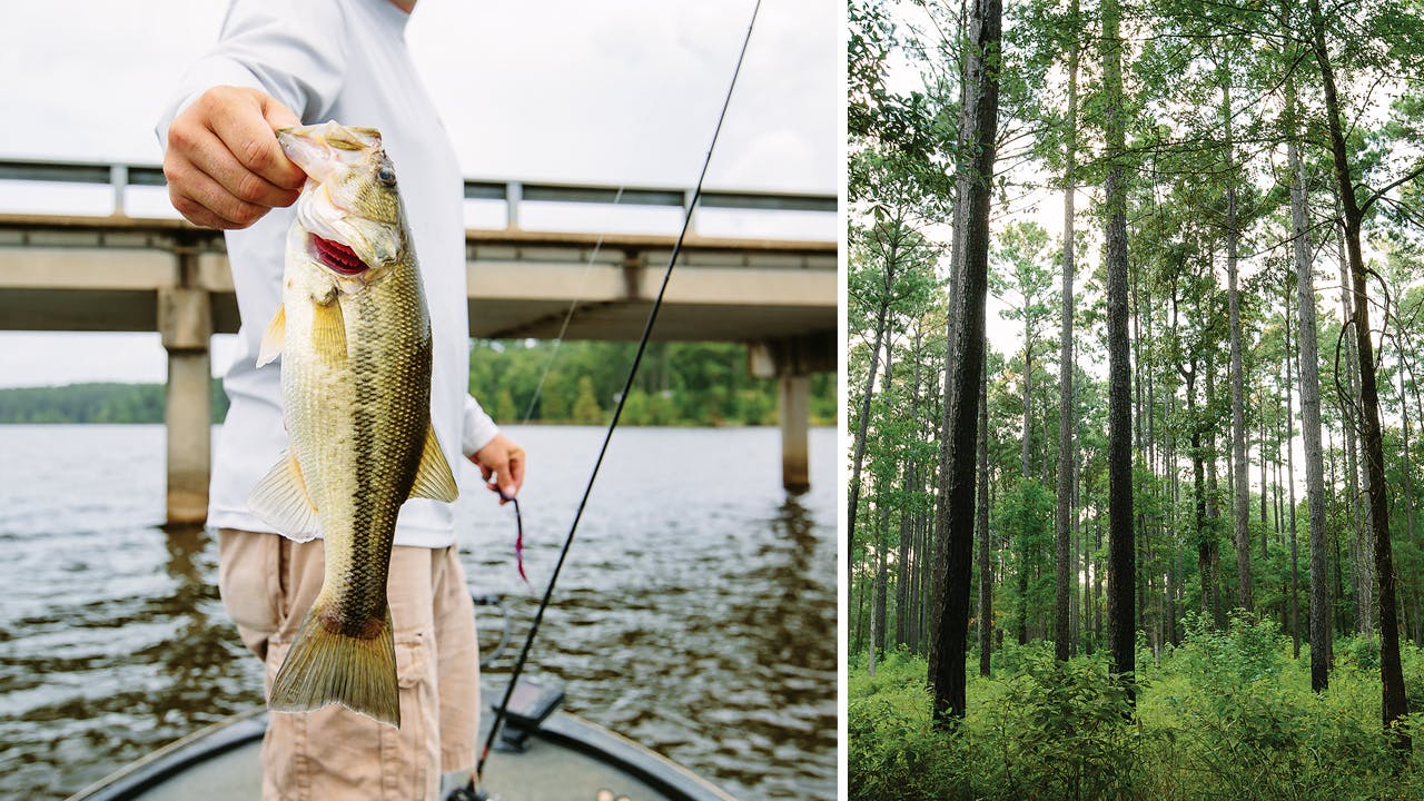 The catch of the day near Holly Park Marina, in Milam (left) and the Sabine National Forest (right).