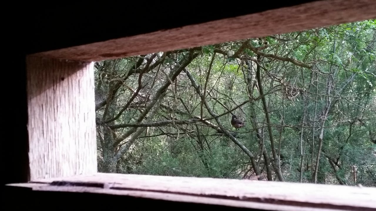A chachalaca spied from a viewing blind at the Inn at Chachalaca Bend, in Los Fresnos.