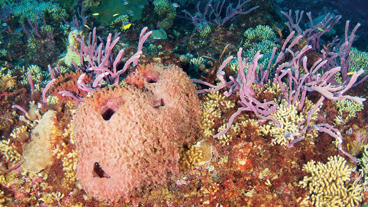 Healthy corals and sponges at the Flower Garden Banks in October 2012.