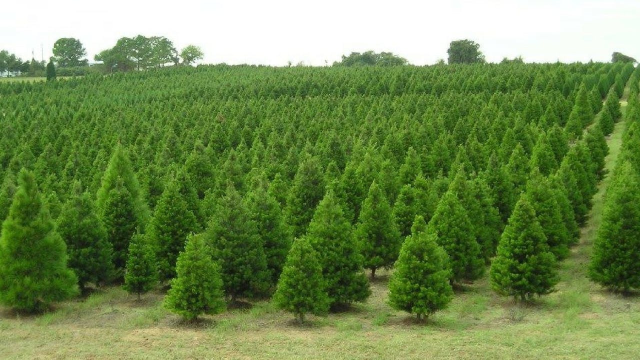 The Elgin Christmas Tree Farm.