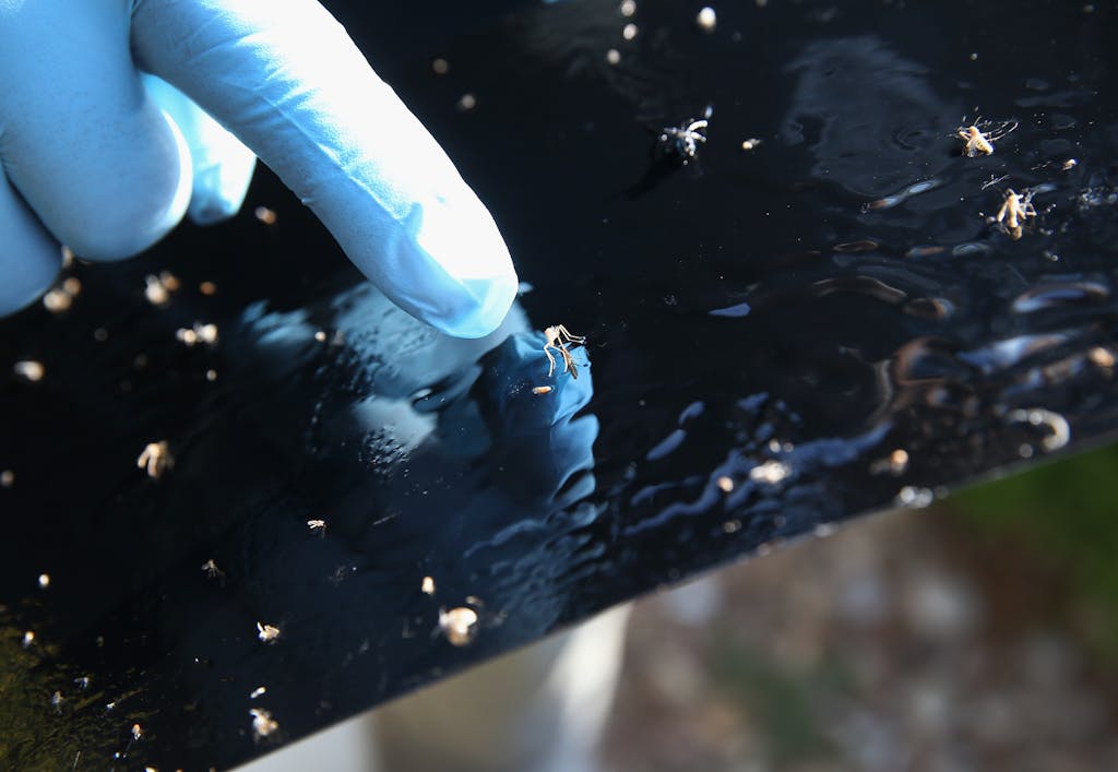 MCALLEN, TX - APRIL 14: Environmental health specialist Aaron Salazar points out an aegypti mosquito caught on a "mosquito trap" on April 14, 2016 in McAllen, Texas. City workers are catching mosquitos and sending them to labs to test for Zika and other mosquito-borne diseases. Health departments, especially in areas along the Texas-Mexico border, are preparing for the expected arrival of the Zika Virus, carried by the aegypti mosquito, which is endemic to the region. The U.S. Centers for Disease Control (CDC), announced this week that Zika is the definitive cause of birth defects seen in Brazil and other countries affected by the outbreak. (Photo by John Moore/Getty Images)