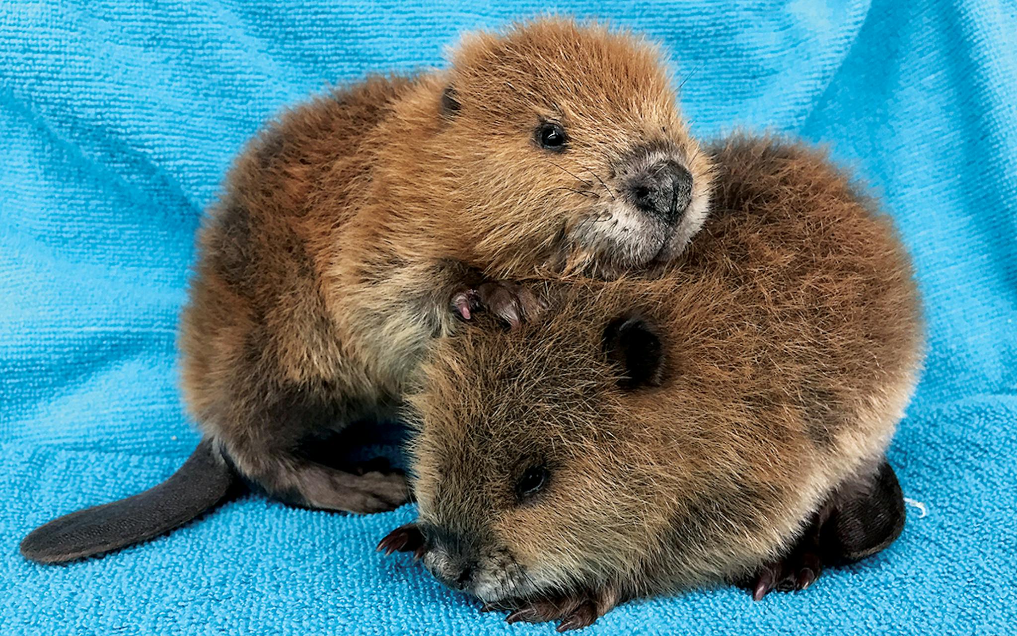 Baby beavers laying on top of each other on a blue blanket.