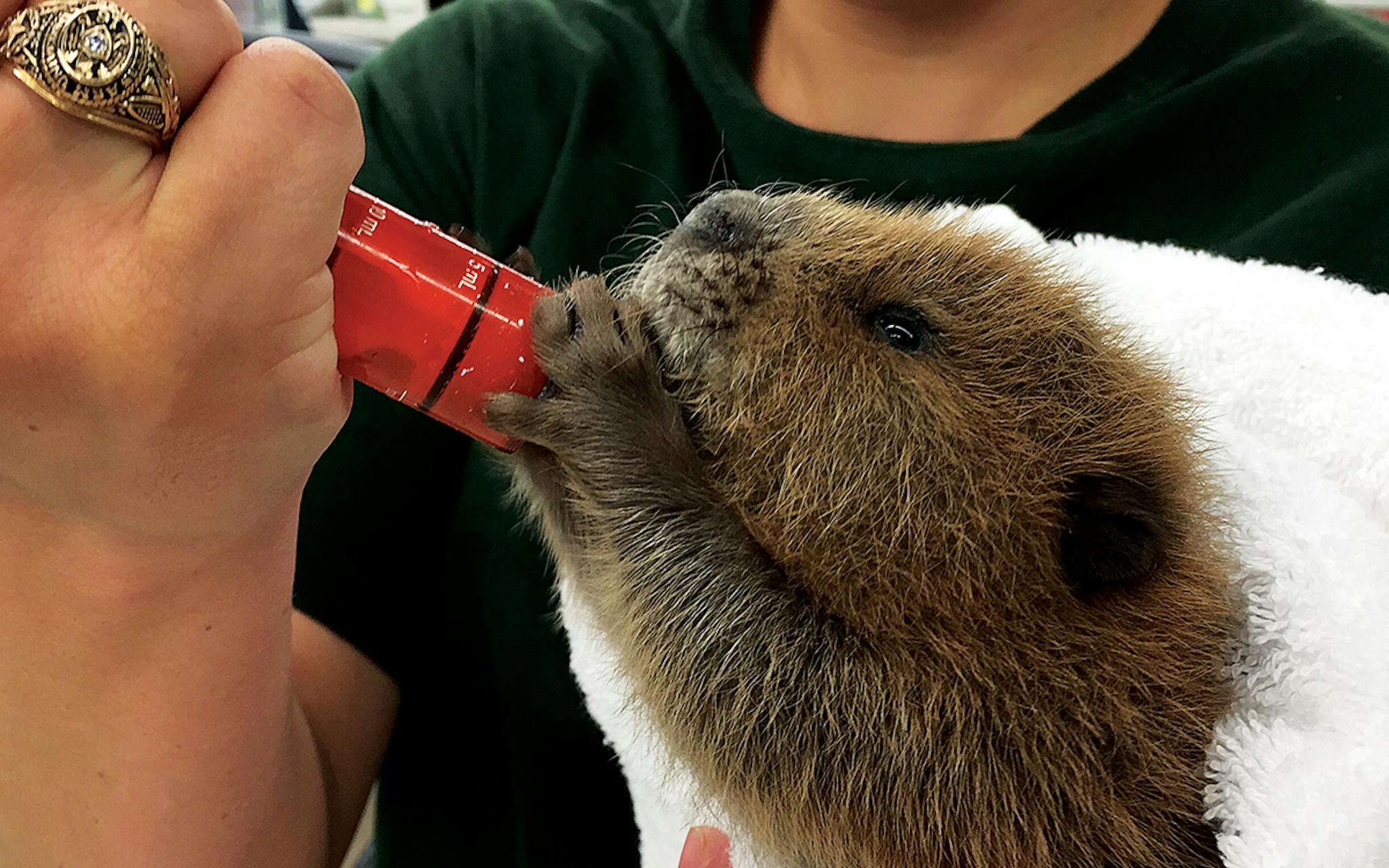 Baby beacer being fed through a syringe.