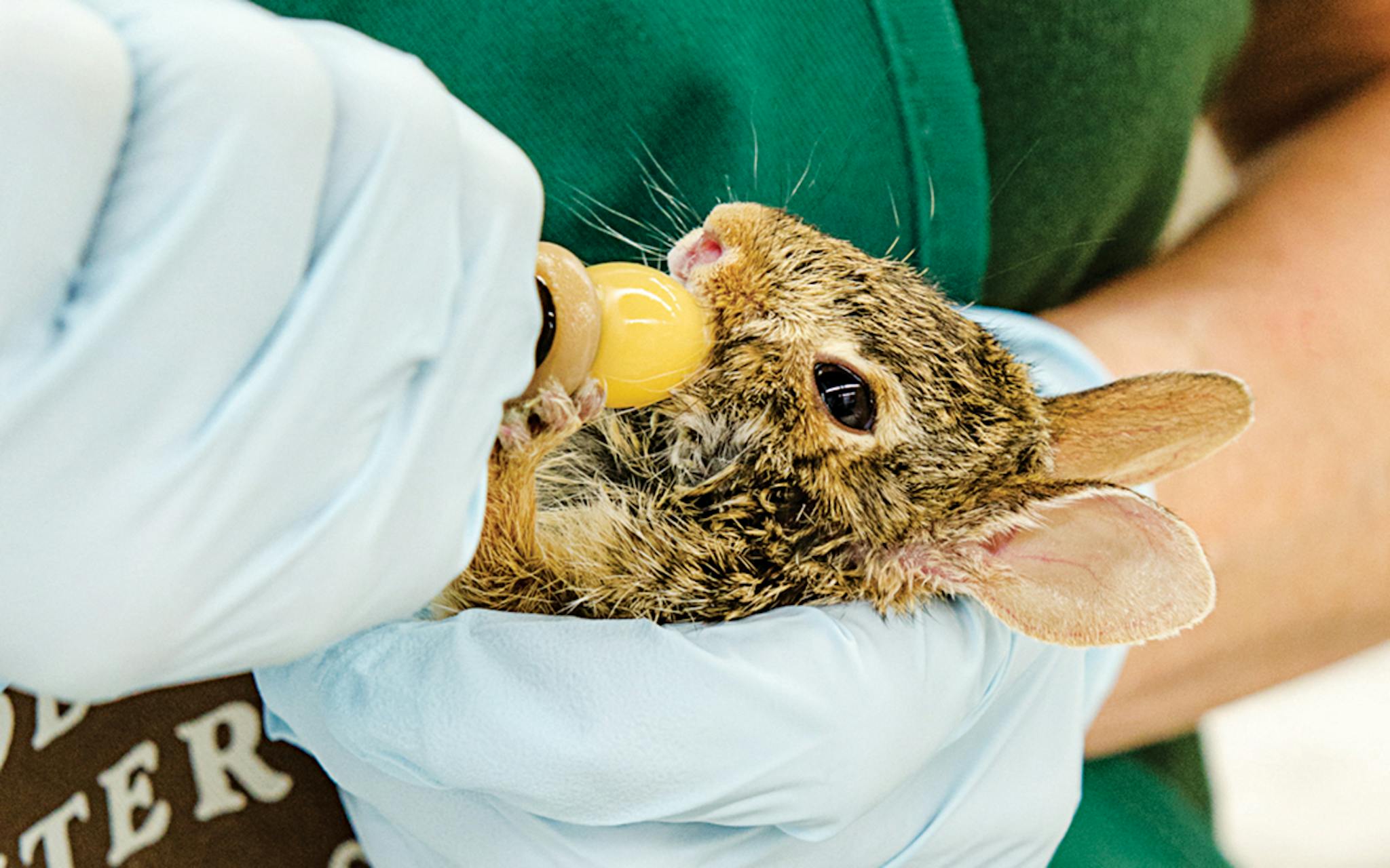 Baby bunny being bottle fed and cradled in hands donned with latex gloves.