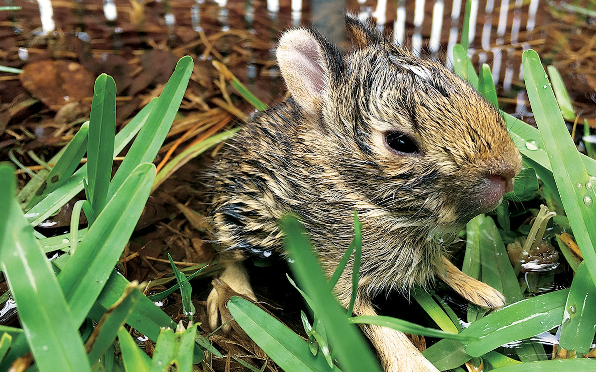 Baby bunny in the grass covered in water.