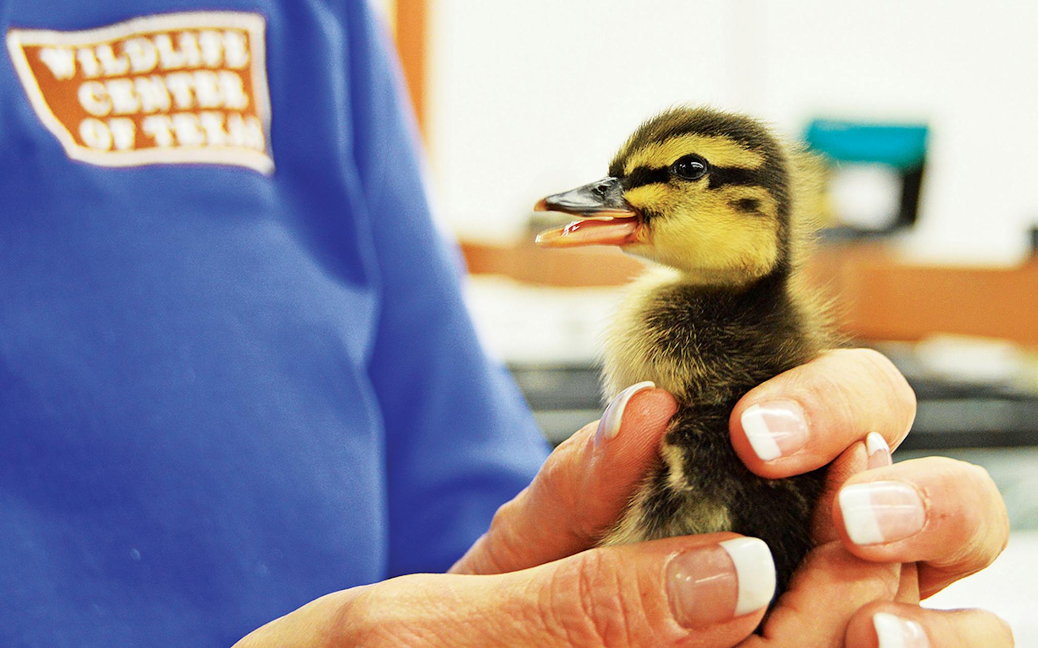Baby duck being held by a volunteer.